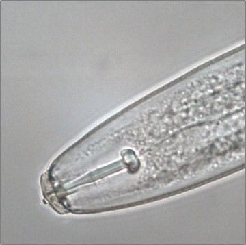 Nématode phytoparasite