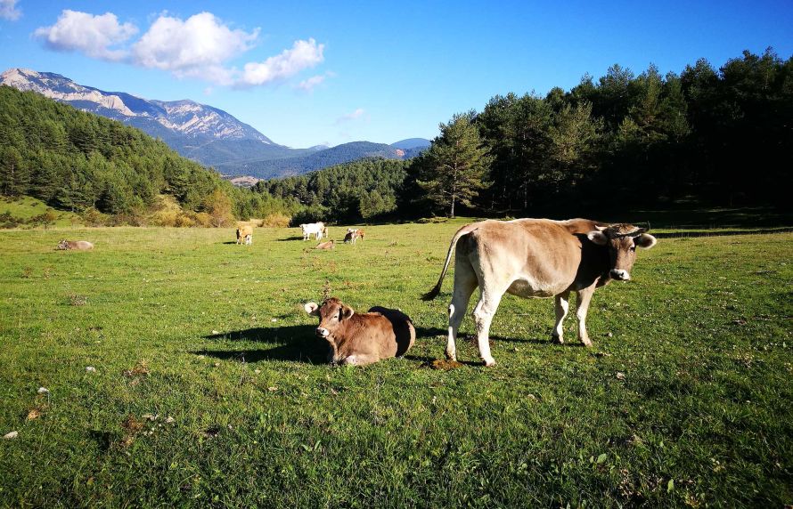 Un troupeau de vaches dans les montagnes