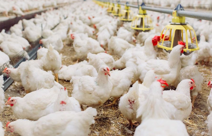 Elevage de poules un élevage de poules