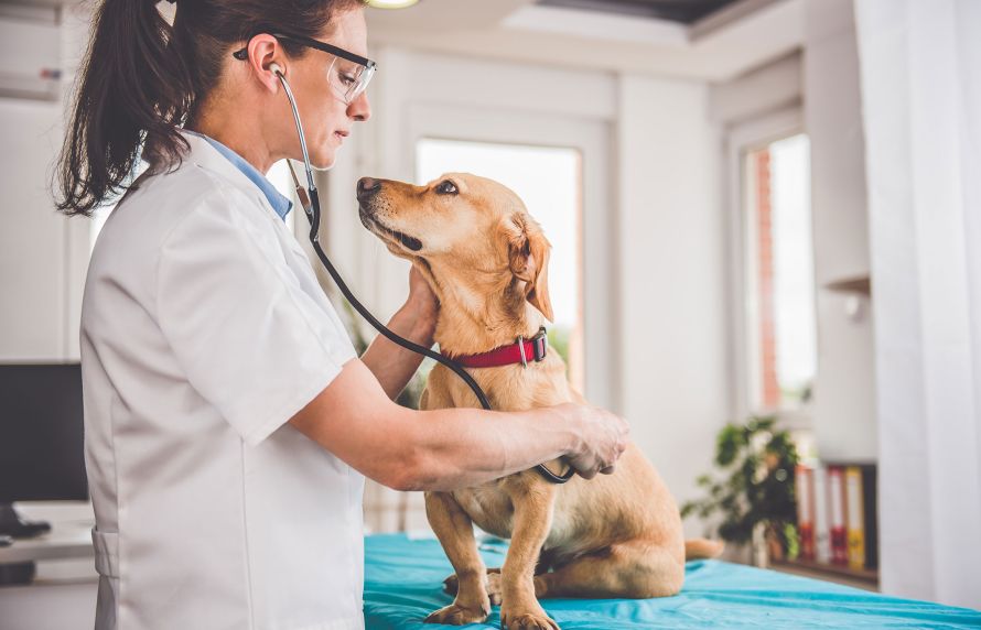 Vétérinaire examinant un chien