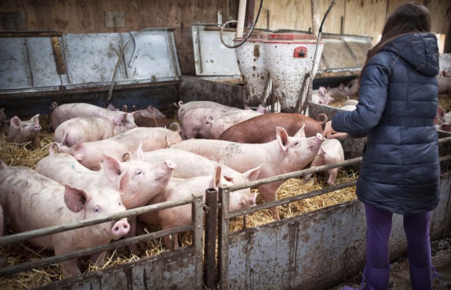 Un groupe de porcs dans un élevage