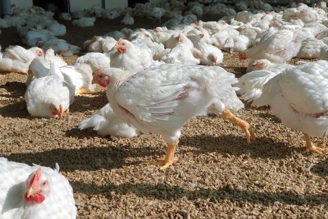 Covered verandas for chicken welfare
