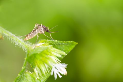 Un modèle de collaboration “Une seule santé” face au virus West-Nile
