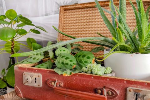 Plantes dans une valise