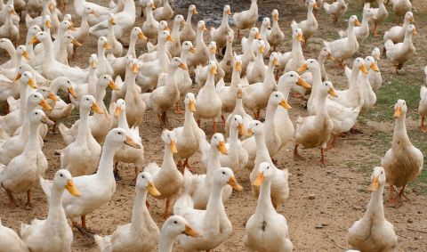 Influenza aviaire : les risques pour la santé humaine et les mesures de prévention