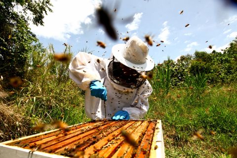 Réduire la contamination des cires utilisées en apiculture pour améliorer la santé des abeilles