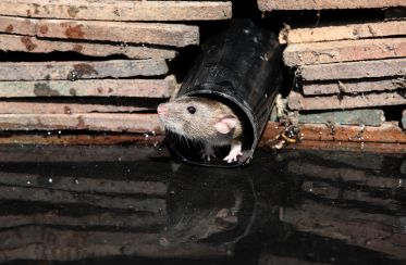 Des projets de recherche pour mieux comprendre les pathogènes émergents transmis des animaux aux humains