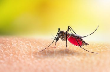 Dengue, chikungunya, Zika : quelle efficacité des lâchers de moustiques pour prévenir les épidémies ? 